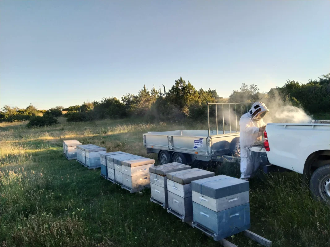 transhumance ruches thym la ruche monnier france