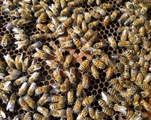 reine des abeilles la ruche monnier france