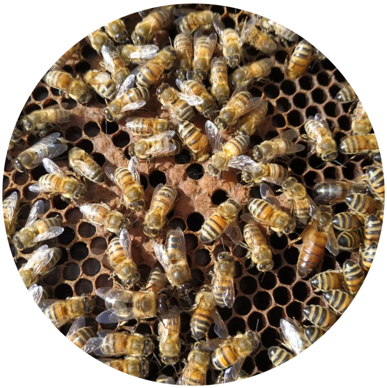 présentation des reines d'abeilles la ruche monnier france