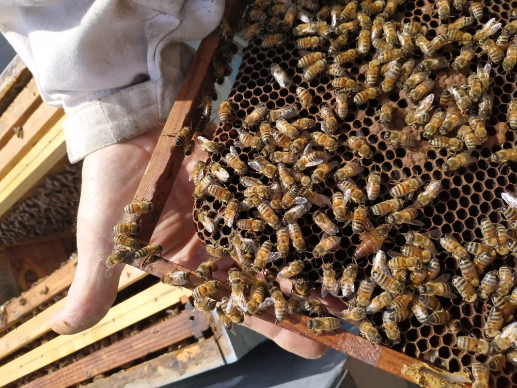 cadre avec reine des abeilles la ruche monnier france