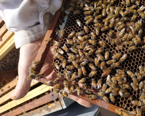 cadre avec reine des abeilles la ruche monnier france